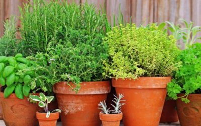 Plant a Potted Herb Garden