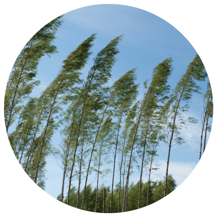 managing the wind trees