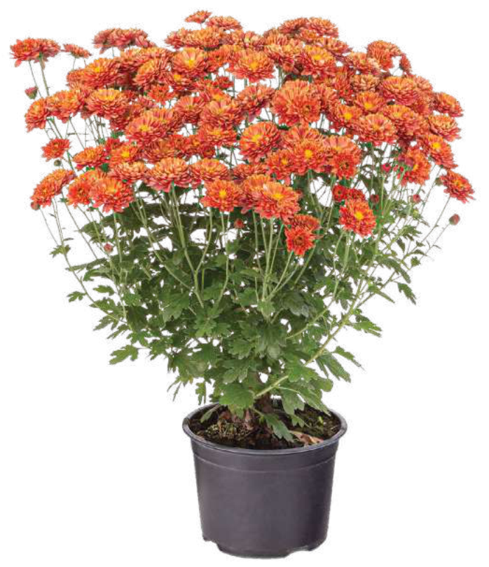 Make your chrysants last longer - potted