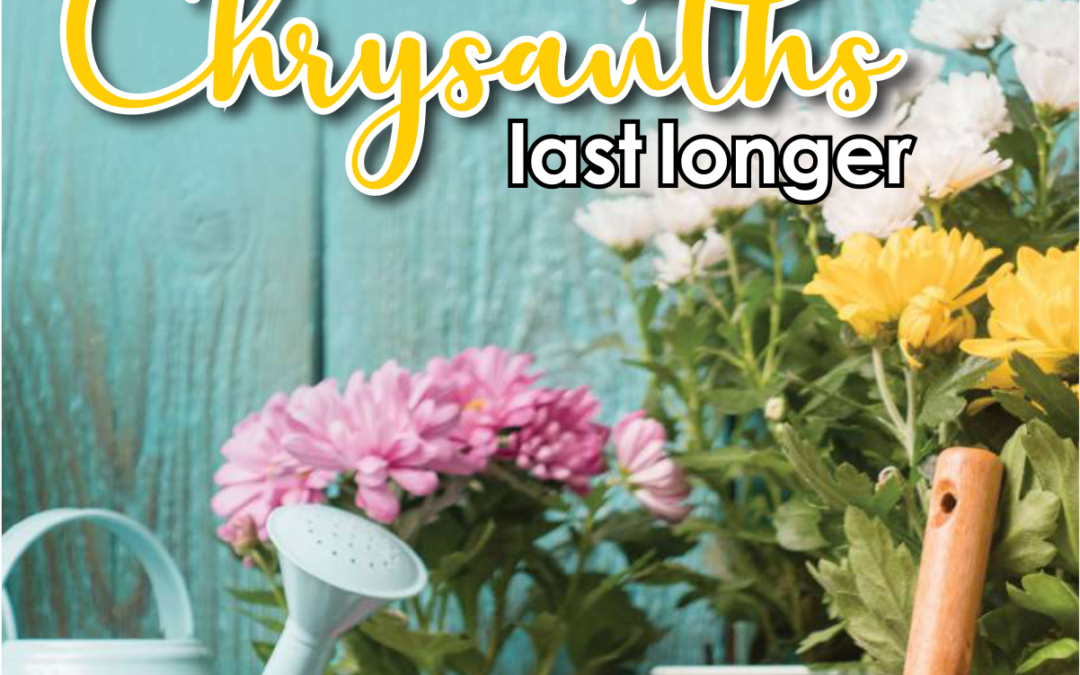 Chrysanthemums