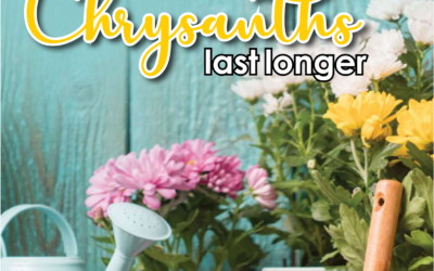 Chrysanthemums